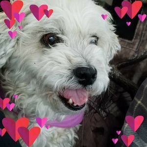 Meet your Posher, Frostine